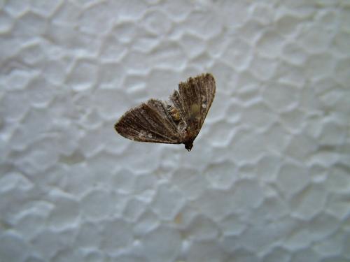 Réf. 266 821 : Nycterosea obstipata